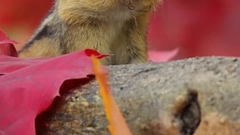 A cute little chipmunk stocking up for the winter