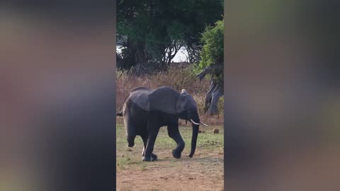 This is how an elephant walks with 3 legs 😢