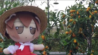 Satsuma fumo