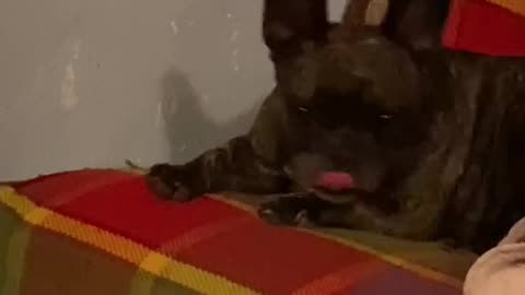 French bulldog Alma