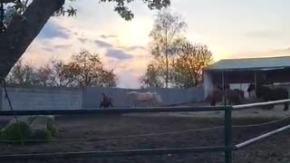 Gelding's playing