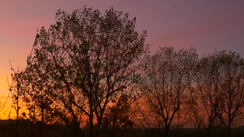 Tree and birds silhouettes in a sunset