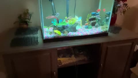 The fish are getting an upgrade