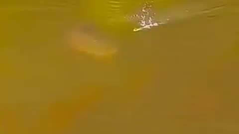 Monster fish hunt