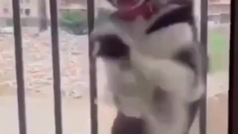 funny dogs video fun