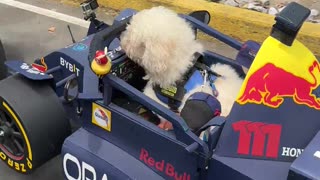Dog Is Ready To Race like Formula 1 racer
