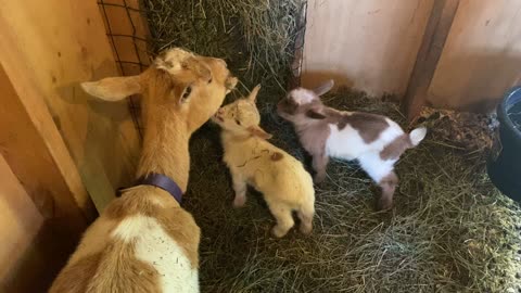 Baby goats learning to eat with Mamma 2