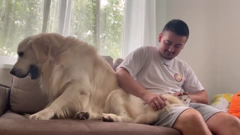 Golden Retriever Meets New Baby Kitten for the First Time!