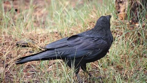 Crow eating meat