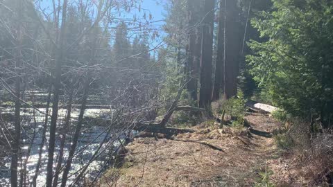 Riverside Hiking in the Sunshine – Metolius River – Central Oregon