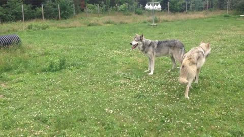 Howling Woods Farm / Jackson , NJ