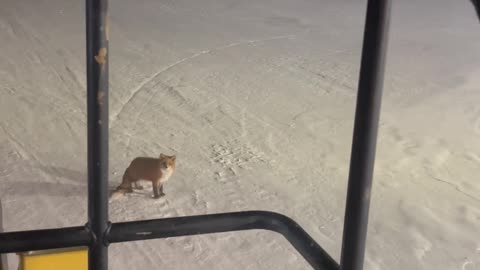 Chilly Fox Refuses To Move For Snow Plow