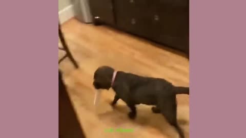 Funny Dog And Cat