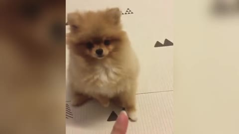 Cute Pomeranian Puppies Videos Compilation 2020 Cutest and Funny Dogs