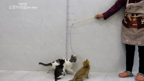 Three cute kittens have a high jump competition! Physical exercise