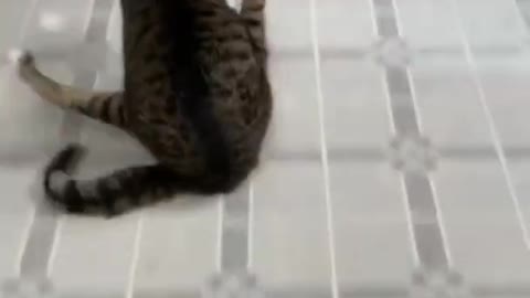 Cat sliding Funny Video