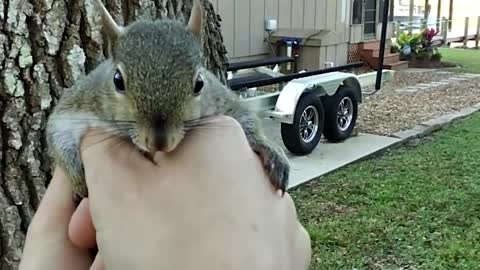 Rescued Baby Squirrel