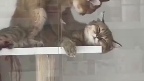 cat massage
