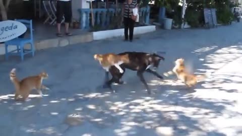 Dog and cat fight