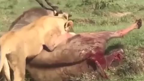 Lion hunts the Biggest Eland in the World