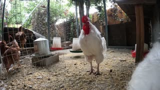 Backyard Chickens Sounds Noises Hens Clucking Roosters Crowing!