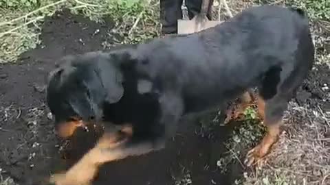Dog Helps Kids Dig Their Holes