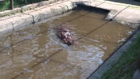 A hippo emerges from the water and yawns.