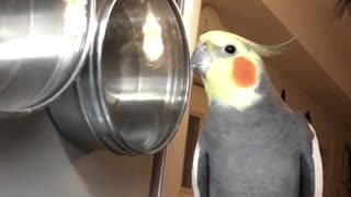 Cockatiel sings along to its very own beat