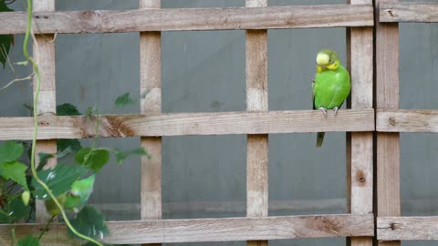 Cute Bird budgie pet