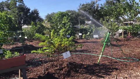 Apollo Beach Community Forest Garden Mini Tour November 2021