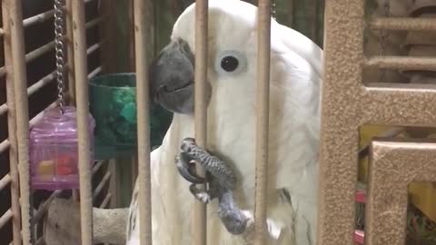 Jealous Cockatoo Interrupts Owner’s Conversation On Purpose