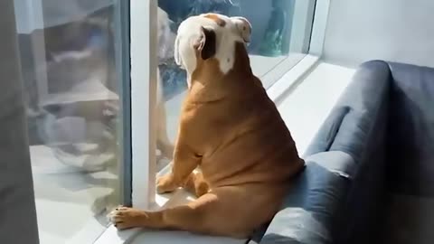 You would die laughing for these funny dogs , funny animal videos 😺