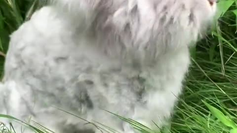 Animal collection, longhaired rabbits eat grass