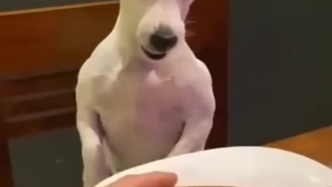 Funny dog animal video