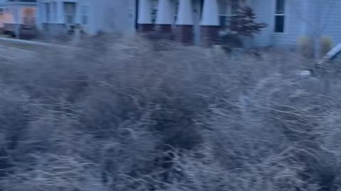 Tumbleweeds Invade Utah Neighborhood