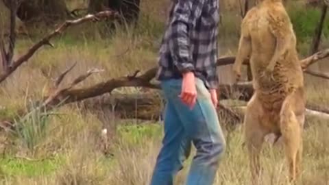 man rescues dog from fierce kangaroo