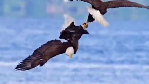 Two eagles staged an aerial dance, four claws interlocking somersaults