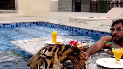 Dubai 🇦🇪 Tiger 🐯 🐅 #dubai #shorts #viral #tiger #jungle #vlog #vlogs