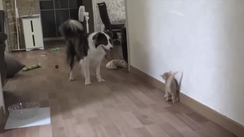 Dog Mom Tells Rescued Kitten Son Playtime is Over