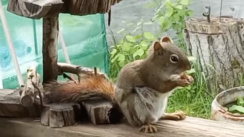 Squirrel with fur pants on