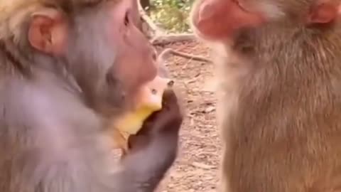 old monkey love #animals #monkey #old