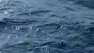 Dolphins jumping and playing in front of the boat.