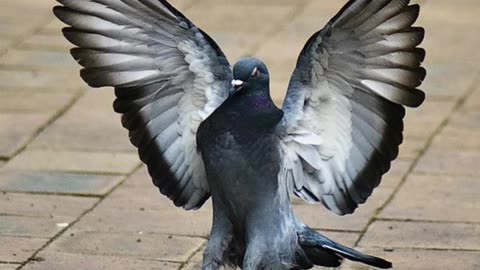 facts about a pigeon