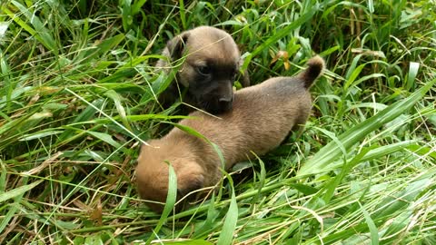 Cute puppies playing at grass