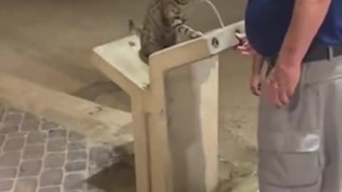 Thirsty Cat