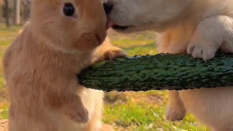 rabit and dog funny video