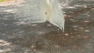 White Peacock attracting mate