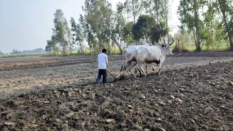 Natural Village Life In India UP || Morning Routine In Village || Rural Life India Vilog