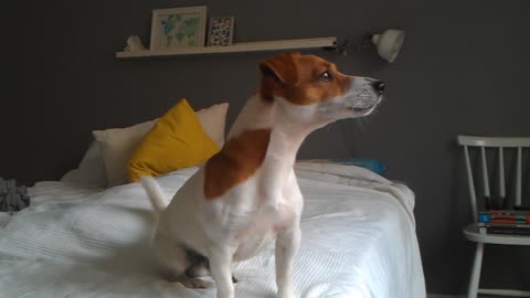 Jack Russell Terrier Filo trying to howl