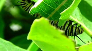 Monarch Butterfly Caterpillars